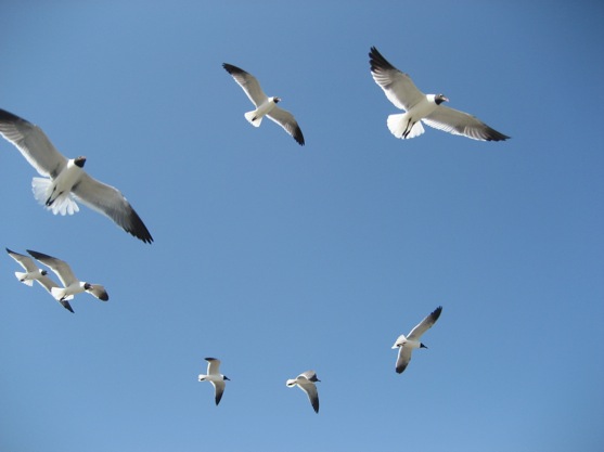 photo taken by my MIL on a recent trip to Galveston